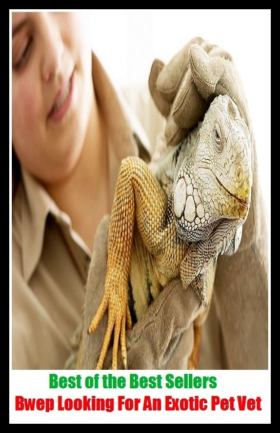 Best of the best seller Bwe Looking For An Exotic Pet Vet ( cherished, darling, rdear, deare, arendearing, favored, loved, preferred, special, affectionate )