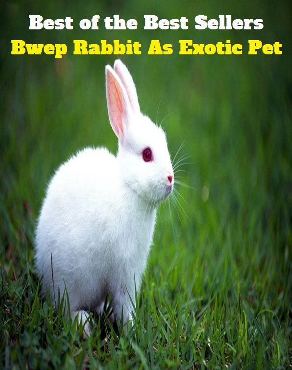 Best of the best seller Bwe Rabbit As Exotic Pet ( alien, alluring, bizarre, colorful, curious, different, fascinating, glamorous, peculiar, romantic, strange )