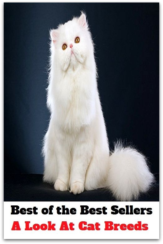 Best of the Best Sellers A Look At Cat Breeds ( cat, gib, grimalkin. Felis domesticus, inflammable, ardent, combustible, inflammable, Flammable, fiery,)
