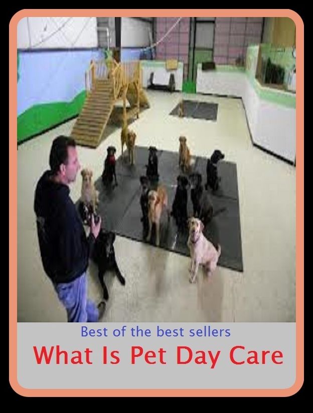Best of the Best Sellers What Is Pet Day Care ( pestling, pesto, pesto like, peaty, pet, pet door, pet food, pet hate, pet insurance, pet name)
