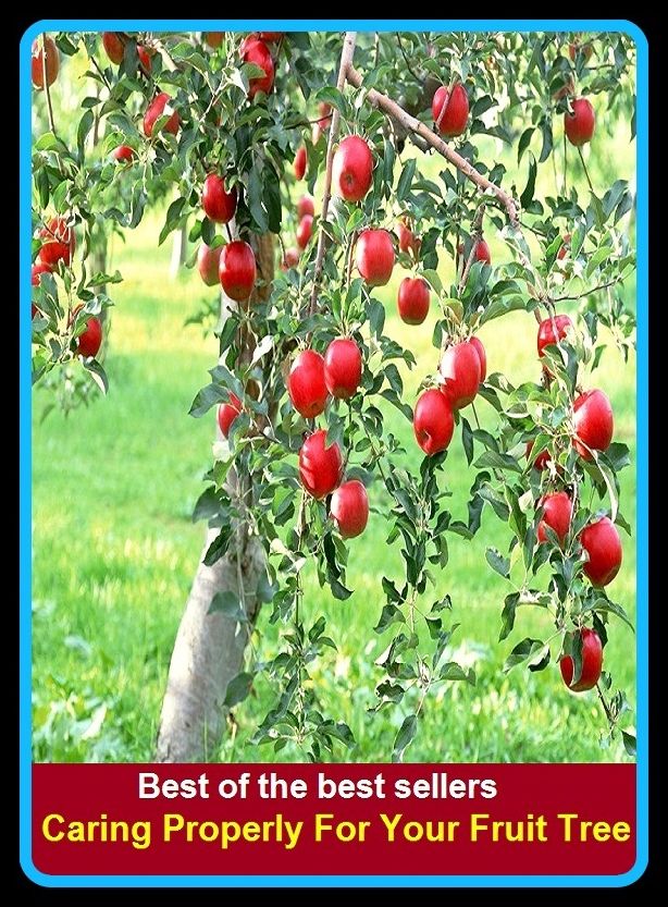 Caring Properly For Your Fruit Tree