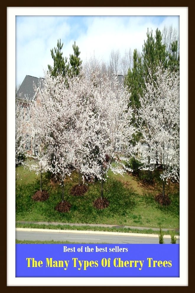 Best of The Best Sellers The Many Types Of Cherry Trees (Forest, sapling, seedling, shrub, timber, wood, hardwood, pulp, softwood, stock)