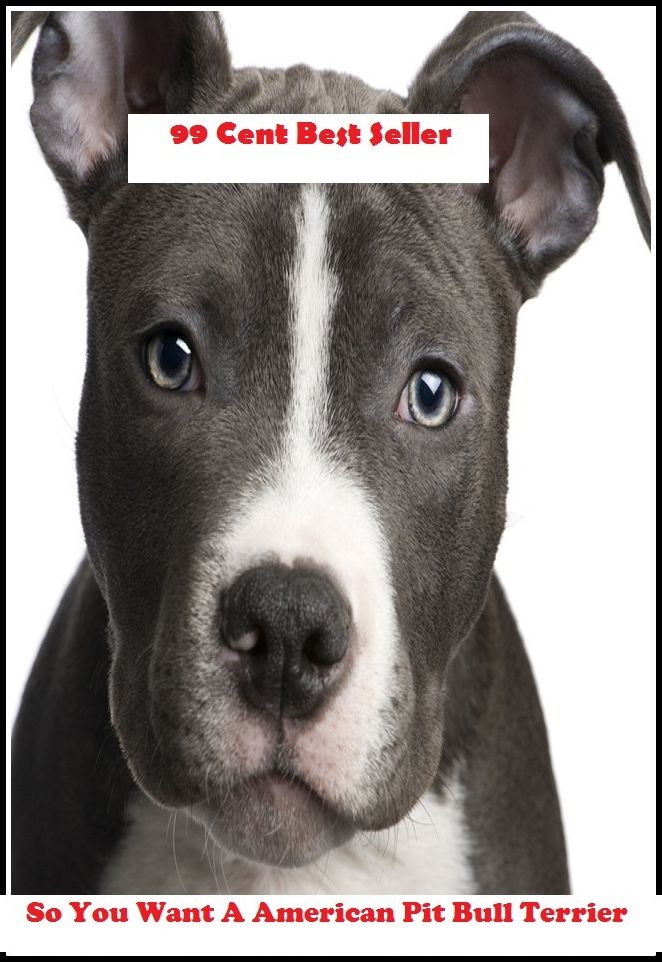 99 Cent Best Seller So You Want A American Pit Bull Terrier ( adventure, fantasy, romantic, action, fiction, humorous, historical, romantic, thriller, crime, journey, battle, war, science fiction, amazing, mystery, horror, romance )