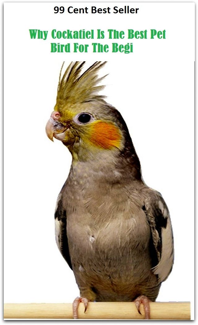99 Cent Best Seller Why Cockatiel Is The Best Pet Bird For The Begi (crocodile , sea, creature, sea world, underwater world, horse, wild, forest, beast, animals, tiger, elephant, photo, fish, wildlife, ocean, shark, octopus )