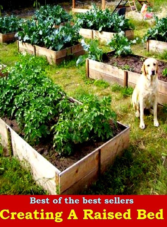 Best of The Best Sellers Creating A Raised Bed (Organize, construct, coordinate, establish, form, formulate, regulate, run, set up, adapt)