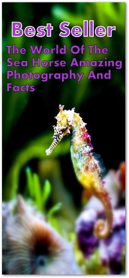 Best Sellers The World of The Seahorse Amazing Photography and Facts (Amazing Photography spiders , tarantula , sea, creature, sea world, underwater world, horse, wild, forest, beast, animals, elephant, photo, fish, wildlife, ocean, shark, octopus )