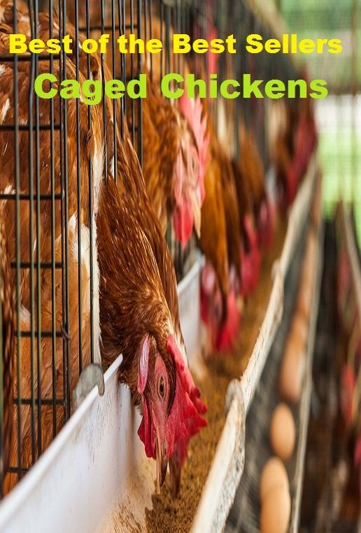 99 Cent Best Seller Caged Chickens ( adventure, fantasy, romantic, action, fiction, humorous, historical, detective, thriller, crime, journey, battle, war, science fiction, amazing, mystery, horror, romance )