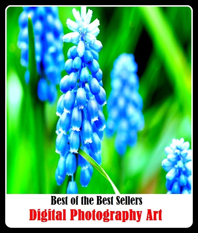 99 cent best seller Digital Photography Art (photographing,photographist,photographometer,photographs,photography,photography, dental,photogravure,photoguide,photohadronic,photoheated)