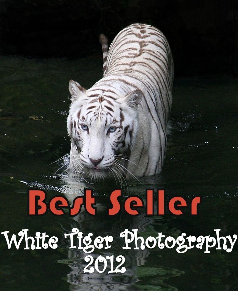 Best Seller White Tiger Photography 2012 ( spiders , tarantula , sea, creature, sea world, underwater world, horse, wild, forest, beast, animals, tiger, elephant, photo, fish, wildlife, ocean, shark, octopus )