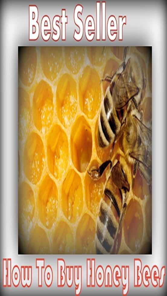 Health: How to Buy Honey Bees ( honey, healthy, flower , darling, sweaty, baby, sugar, bees, fly, insect , beekeeping )