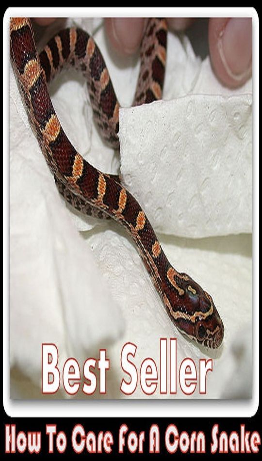 Best Seller How to Care for a Corn Snake ( Reptile, slither, pet, constrictor, venom, Cobra, Boa, Garden, moccasin, rattle snake, anaconda, viper, sea snake, water snake, corn snake, pets, pet, science, nature, wildlife, photography, anti venom )