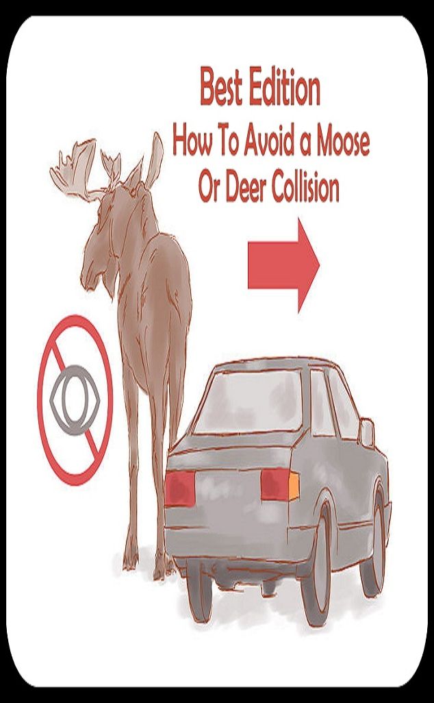 Best Edition How to Avoid a Moose or Deer Collision ( spiders , tarantula , sea, creature, sea world, underwater world, horse, wild, forest, beast, animals, tiger, elephant, photo, fish, wildlife, ocean, shark, octopus )