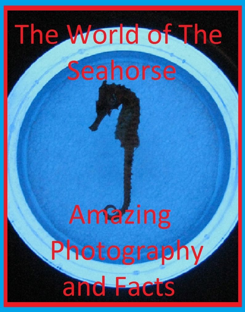 Best Sellers The World of The Seahorse Amazing Photography and Facts (Amazing Photography spiders , tarantula , sea, creature, sea world, underwater world, horse, wild, forest, beast, animals, elephant, photo, fish, wildlife, ocean, shark, octopus )