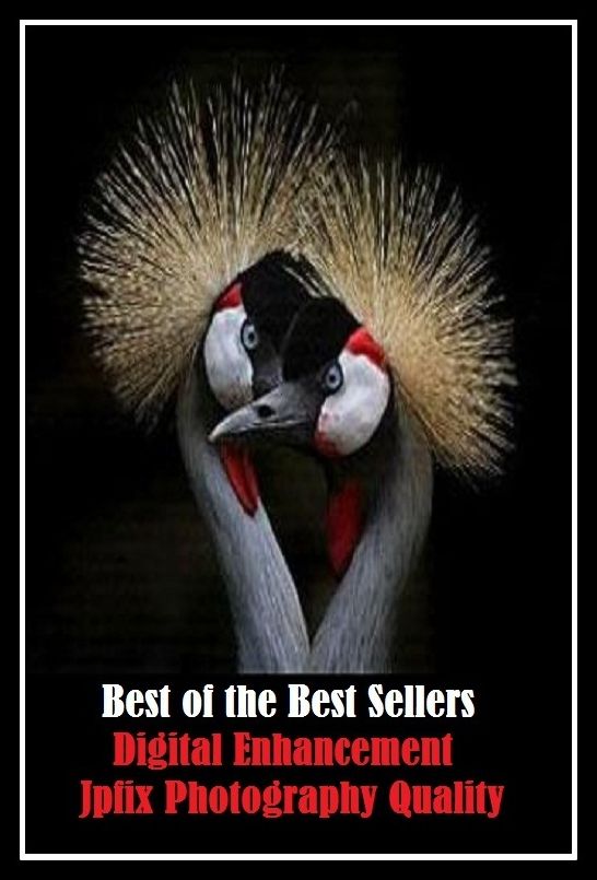 99 cent best seller Digital Enhancement Jpfix Photography Quality (photographing,photographist,photographometer,photographs,photography,photography, dental,photogravure,photoguide,photohadronic,photoheated)