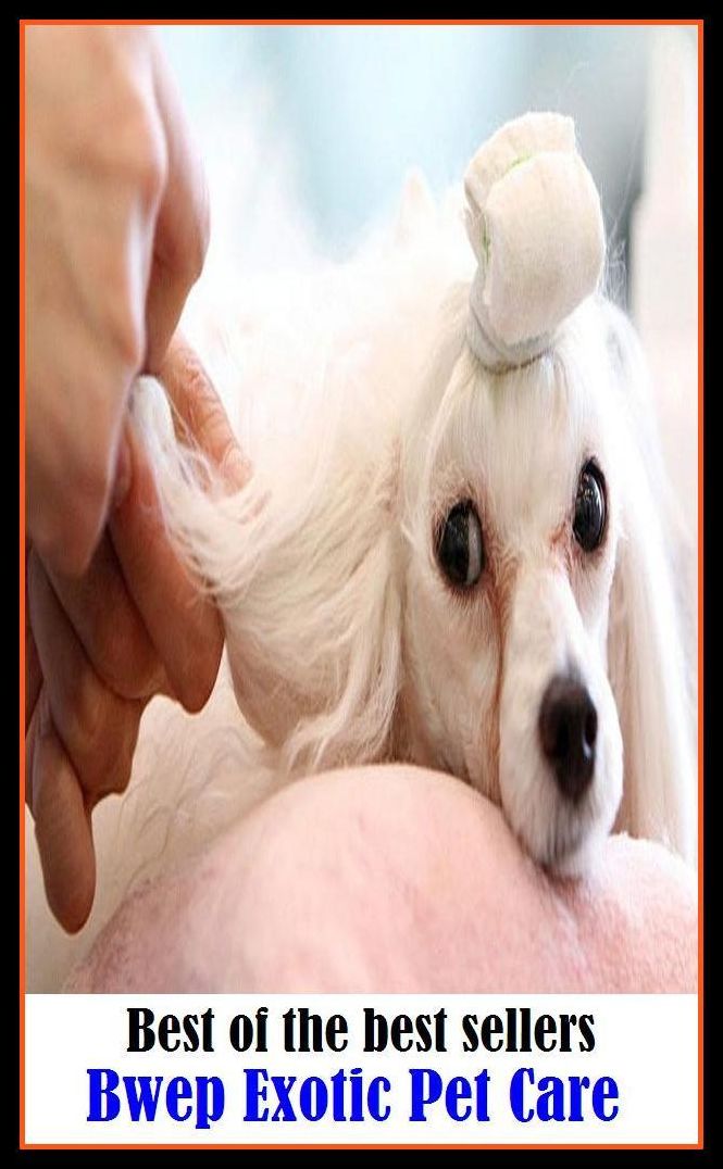 Best of the best sellers Exotic Pet Care ( cherished, darling, rdear, deare, arendearing, favored, loved, preferred, special, affectionate )