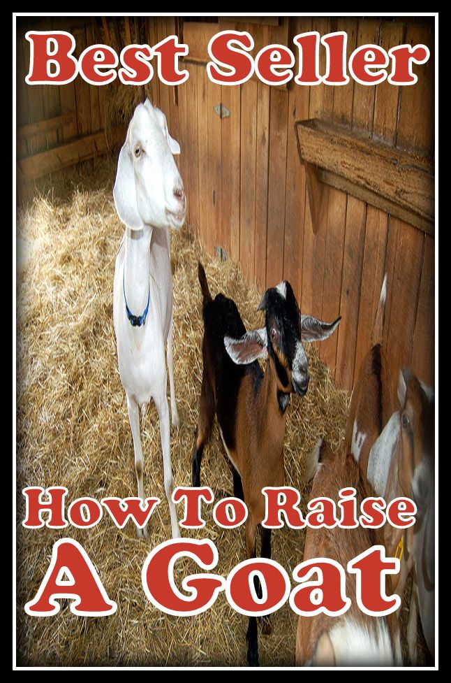 Best Seller How to Raise a Goat ( raise, lift, hoist, lift up, elevate, move up, heave, drop, increase, boost, amplify, enlarge )