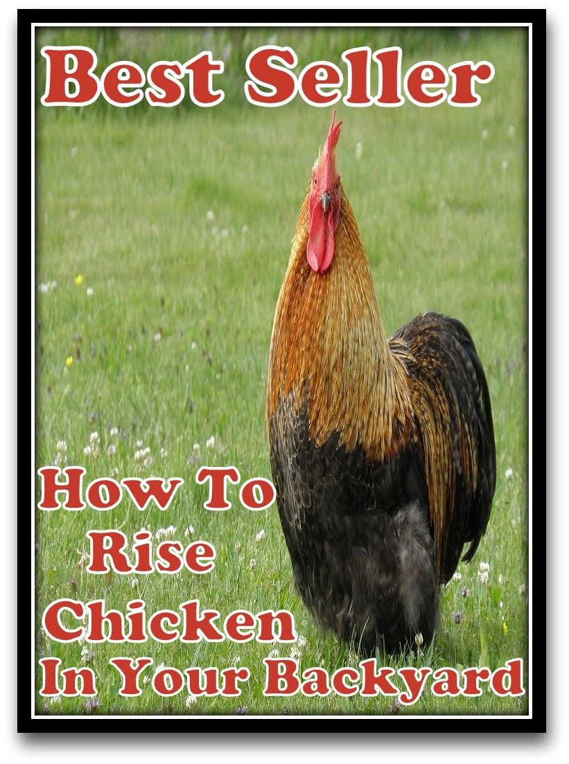Best Seller How to Raise Chickens in your Backyard ( raise, lift, hoist, lift up, elevate, move up, heave, drop, increase, boost, amplify, enlarge )