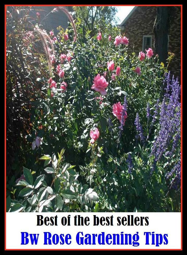 Best of the best sellers Bw Rose Gardening Tips ( home, house, residence, dwelling, gardening, farming, agriculture, crop growing, cultivate, firm , grow, plant, tent, develop )