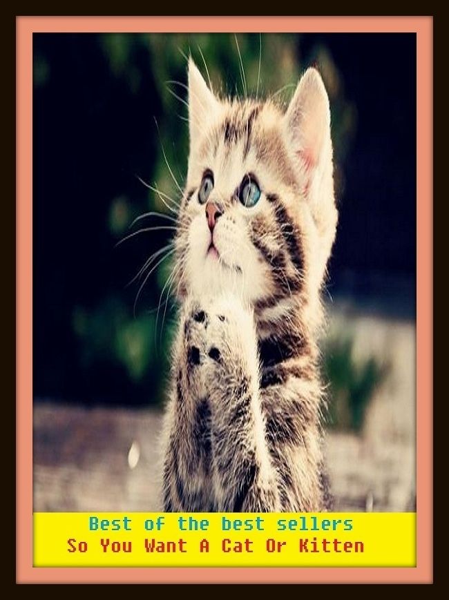 Best of the Best Sellers So You Want A Cat Or Kitten (so to speak, so true, so weird, so what, so you know, so's language, so-and-so, so-called, so-lo, so-so)