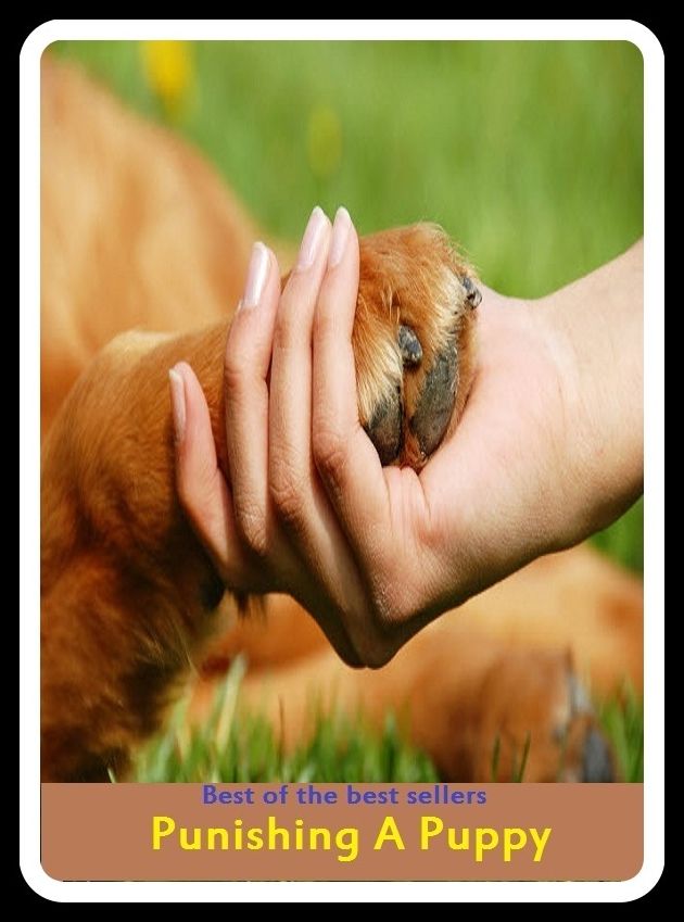 Best of the Best Sellers Punishing A Puppy (punishable, punished, punishes, punishes, punishing, punishingly, punishment, munition, punitive, punitive damages)