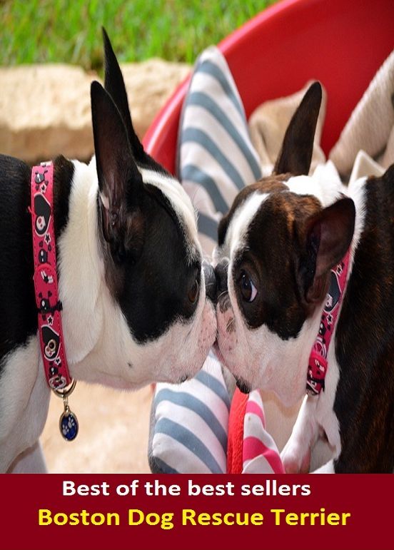 Best of the Best Sellers Boston Dog Rescue Terrier ( rescue, salvation, recovery, deliverance, delivery, saving, relief, escape, release, passing )