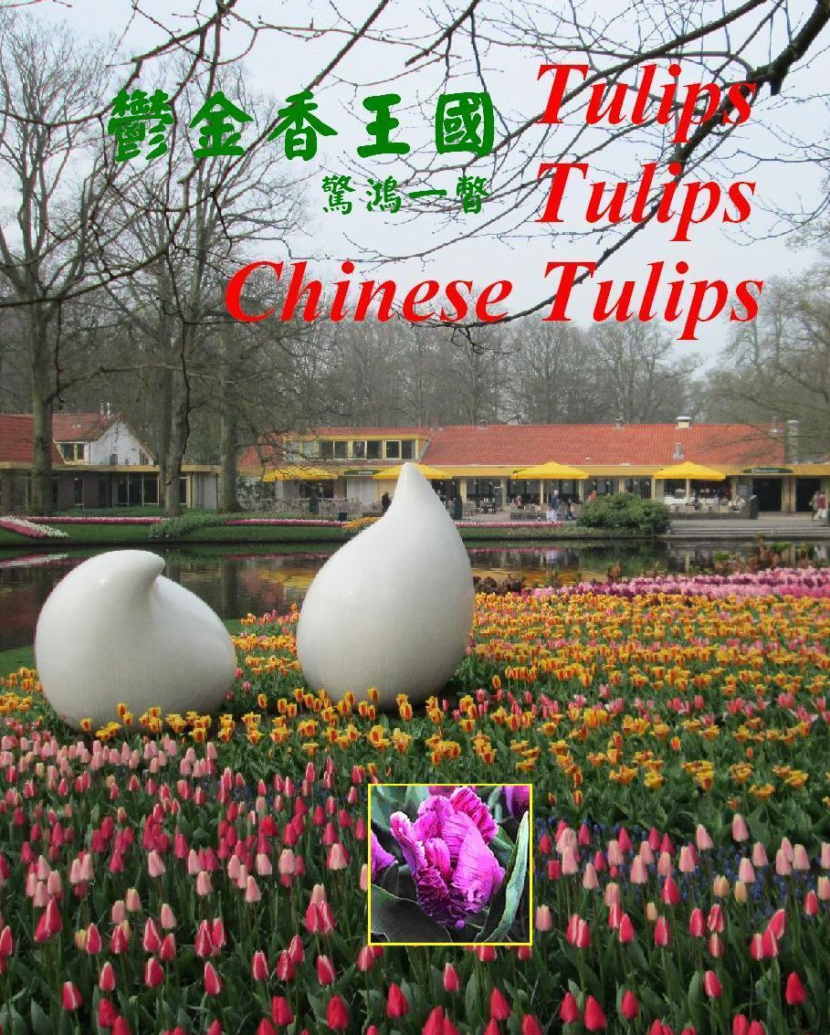 Tulips Tulips Chinese Tulips ????? ????