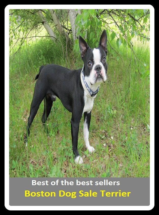 Best of the Best Sellers Boston Dog Sale Terrier ( Sell, trade, merchandise, shop, deal, obtain, commercialize, commercialise, market, exploit)
