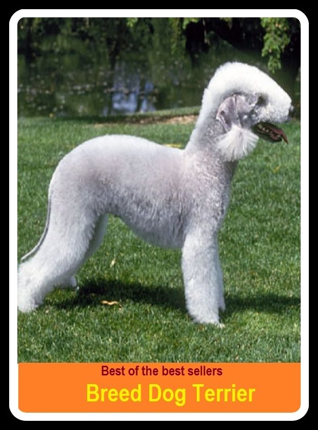 Best of the Best Sellers Breed Dog Terrier ( breed, baby, brood, child, offspring, progeny, generation, breed, imp, reproduce, raise)