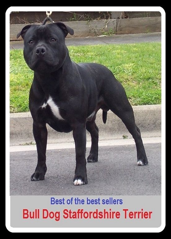 Best of the Best Sellers Bull Dog Stafford shire Terrier ( Dog, hound, canine, mongrel, mutt, cur, pup, puppy, doggy/doggie, pooch, furball, man's best friend )