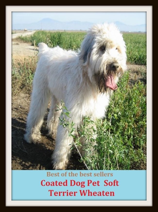 Best of the Best Sellers Coated Dog Pet Soft Terrier Wheaten ( mushy, squashy, pulpy, pappy, slushy, squishy, doughy, gooey; swampy, marshy, boggy )
