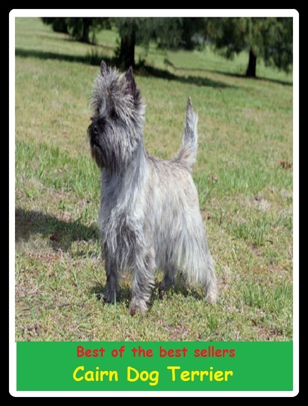 Best of the Best Sellers Cairn Dog Terrier ( monument, cairn, cenotaph, peak, height, mount, prominence, summit, pinnacle, alp, range, sierra, cordillera, massif)
