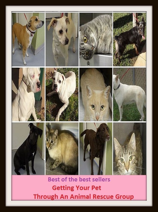 Best of the Best Sellers Getting Your Pet Through An Animal Rescue Group ( creature, organism, animal, life, existence, embodied soul, life, being, wight, existence )