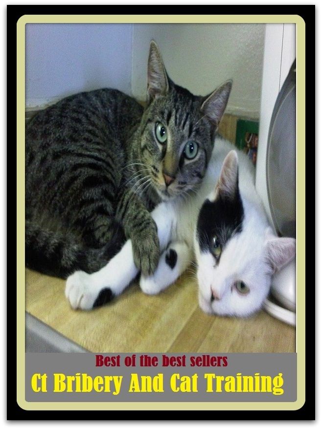 Best of the Best Sellers Ct Bribery And Cat Training (coaching, practice, schooling, teaching, workout, background, guidance, education, drill, basics)