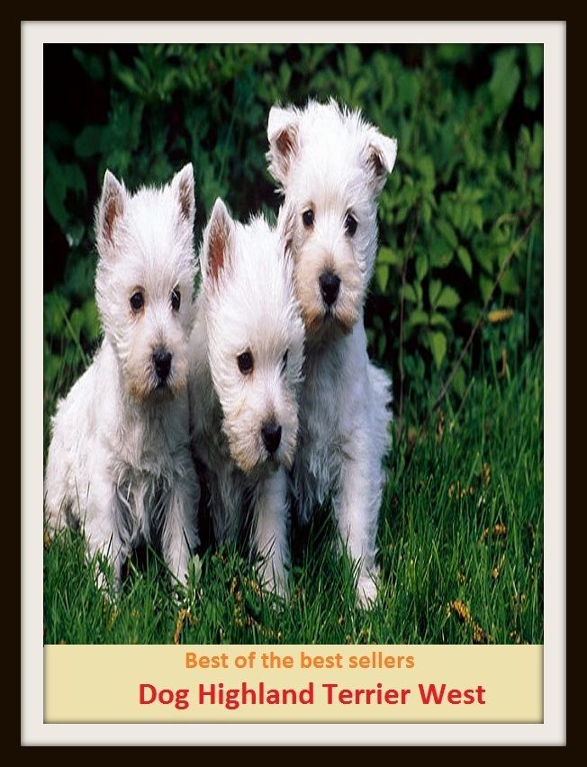 Best of the Best Sellers Dog Highland Terrier West ( uplands, highlands, mountains, hills, heights, moors, tableland, plateau, high ground, prominence)