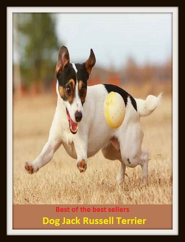 Best of the Best Sellers Dog Jack Russell Terri ( Dog, hound, canine, mongrel, mutt, cur, pup, puppy, doggy/doggie, pooch, furball, man's best friend )