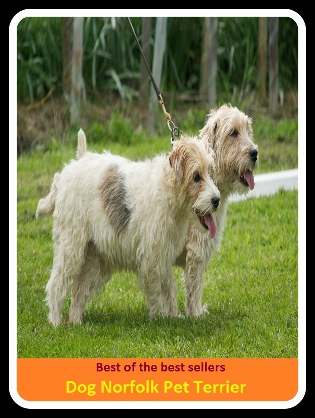 Best of the Best Sellers Dog Norfolk Pet Terrier ( Pet, favorite, favored, cherished, dear to one's heart, particular, special, personal, caress, fondle, pat)