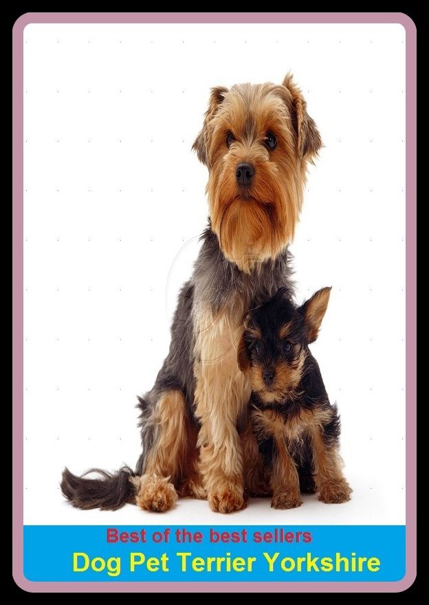 Best of the Best Sellers Dog Pet Terrier Yorkshire ( Dog, hound, canine, mongrel, mutt, cur, pup, puppy, doggy/doggie, pooch, furball, man's best friend )