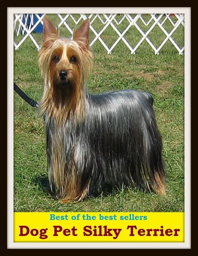 Best of the Best Sellers Dog Pet Silky Terrier ( Pet, favorite, favored, cherished, dear to one's heart, particular, special, personal, caress, fondle, pat)