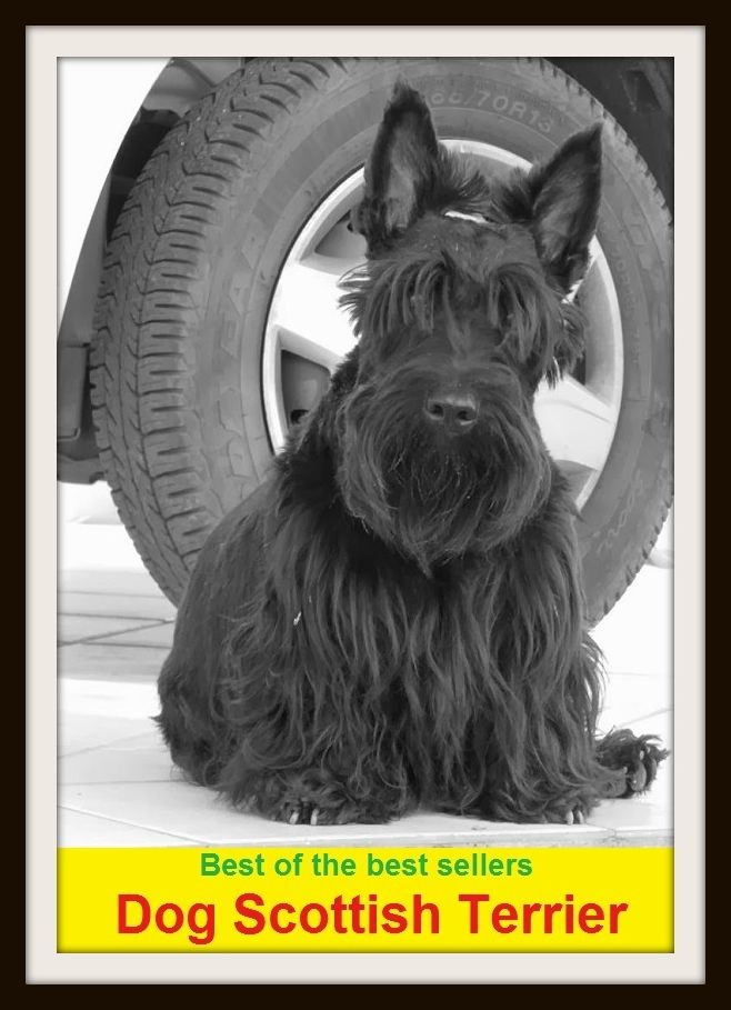 Best of the Best Sellers Dog Scottish Terrier ( Dog, hound, canine, mongrel, mutt, cur, pup, puppy, doggy/doggie, pooch, furball, man's best friend )