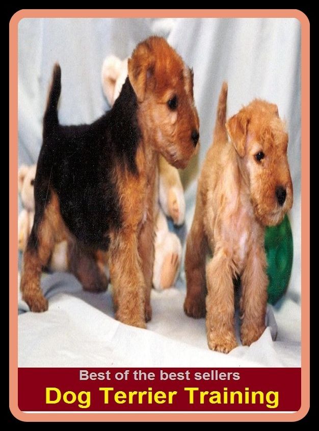 Best of the Best Sellers Dog Terrier Training ( instruction, teaching, coaching, tuition, tutoring, guidance, schooling, education, orientation, indoctrination )