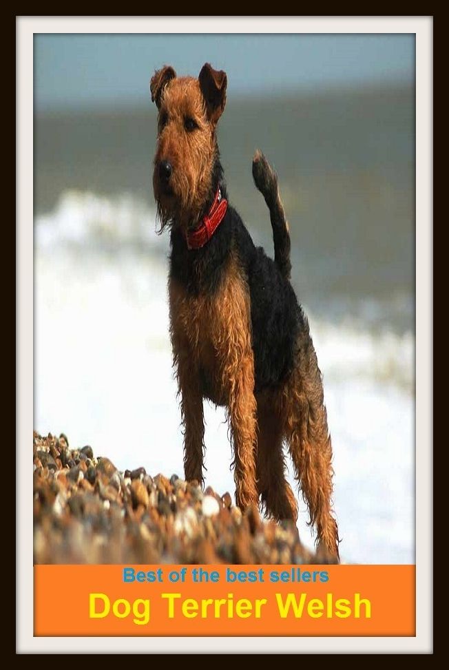Best of the Best Sellers Dog Terrier Welsh ( Dog, hound, canine, mongrel, mutt, cur, pup, puppy, doggy/doggie, pooch, furball, man's best friend )