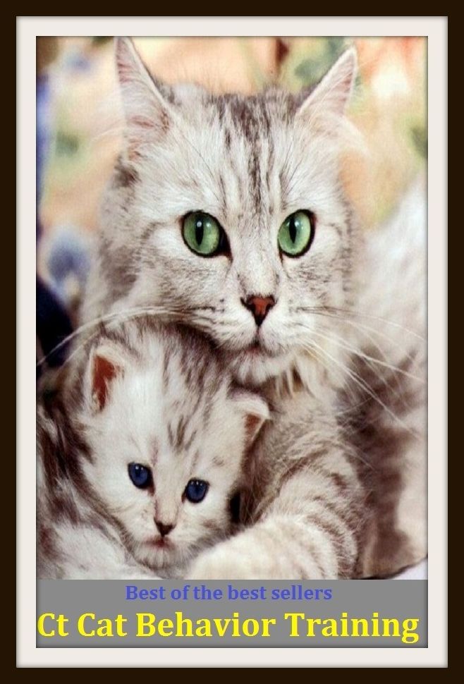 Best of the Best Sellers Ct Cat Behavior Training (act, style, attitude, address, conduct, air, deed, mode, morals,way)