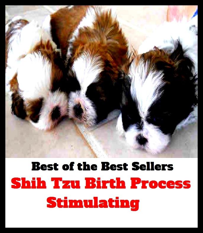 Best of the Best Sellers	Shih Tzu Birth Process Stimulating	( process, procedure, method, action, mode, stimulant, stimulating, rousing, agitating, exasperating, stirring )