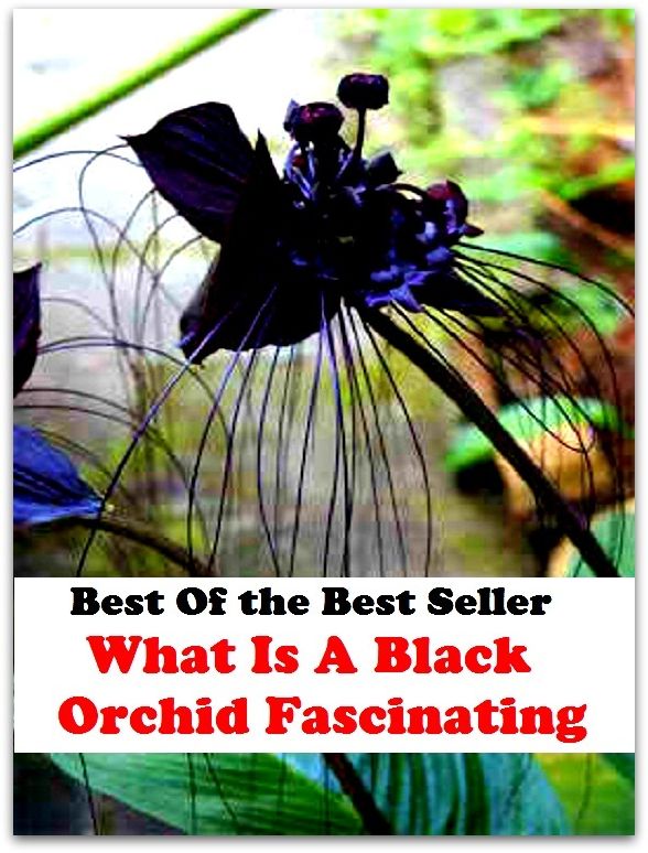 Best of the Best Sellers	What Is A Black Orchid Fascinating ( engaging, fascinating, monumental, attractive, glamourous, glamorous )