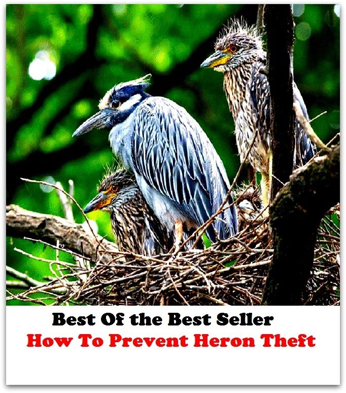 Best of the Best Sellers How To Prevent Heron Theft (preventive, preventive grace, prevalently, prevent, prevent an unacceptable detonation. d. recovery procedures, prevent ability, preventable, preventative, prevented, presenter)