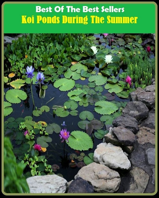 Best of the Best Sellers Koi Ponds During The Summer (the strongest, the study, the sublime, the sublimed, the successor, the summoning, the sun, the sun shines bright, the Sunnites, the suppliants)