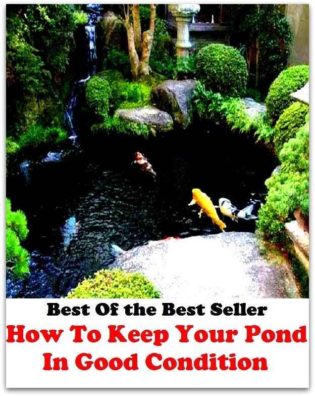 Best of the Best Sellers How To Keep Your Pond In Good Condition (pond apple, pond bald cypress, pond cypress, pond damselfly, pond hockey, pond lily, pond pine, pond scum, pond turtle, pond-apple tree)