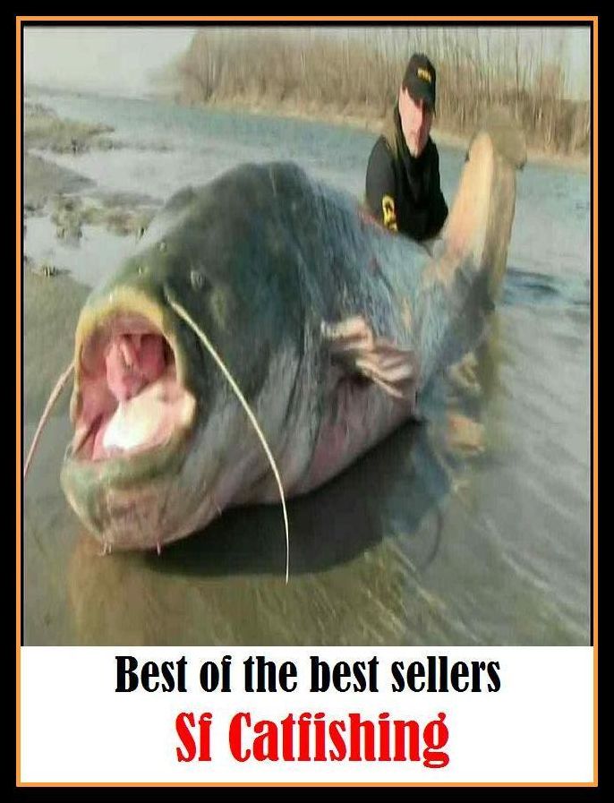 Best of the Best Sellers Sf Catfishing ( angling, trawling, trolling, seining, ice fishing, catching fish, sportfishing, go fishing, angle, cast, trawl, troll, seine )