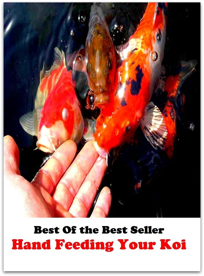 Best of the Best Sellers Hand Feeding Your Koi (hand down, hand drill, hand dryer, hand dye, hand eye coordination, hand fern, hand flus, hand glass, hand grenade, hand hacking)