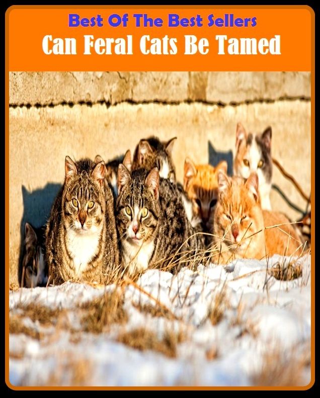 Best of the Best Sellers Can Feral Cats Be Tamed ( mastered, tamed, controlled, subjugated, subject, nursed, bred, fulfilled, reared, tamed )